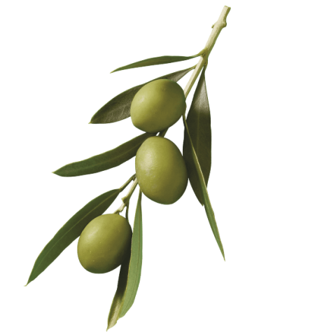 Ramo olive